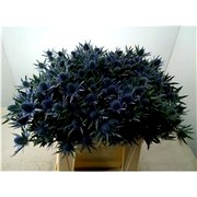 image фото Eryngium Orion Questar  - эрингиум оптом купить цветы и растения из Голландии, Германии, Италии, Испании, Дании, Эквадора, Колумбии, Азии, Африки, Израиля, Китая, Тайланда, Тайваня с доставкой по Украине в: Киев, Львов, Черкассы, Кировоград, Полтава, Ровно, Днепропетровск, Запорожье, Харьков, Кривой Рог, Днепр, Одесса, Николаев, Херсон, Умань, Кропивницкий